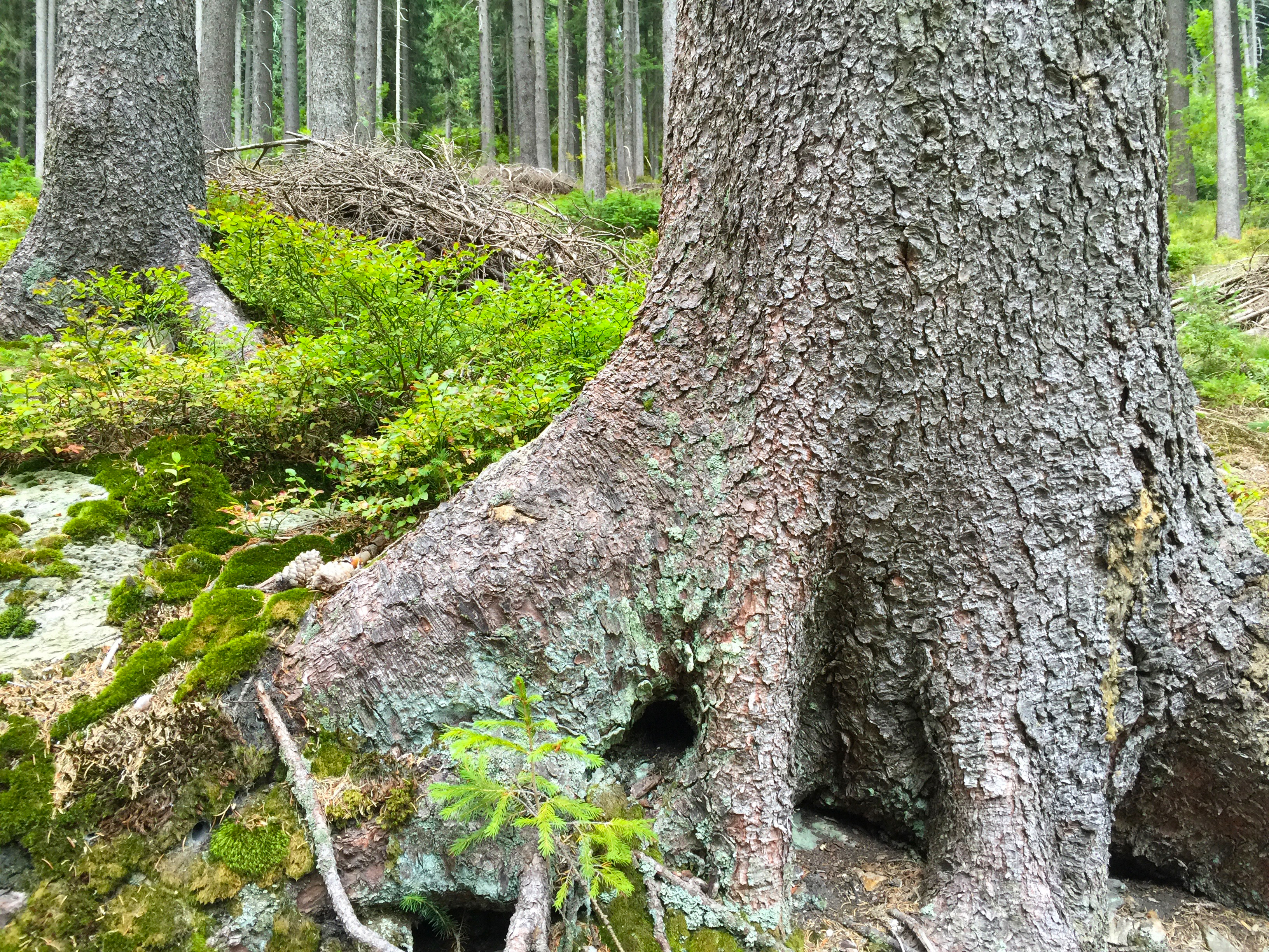 Strom v lese
