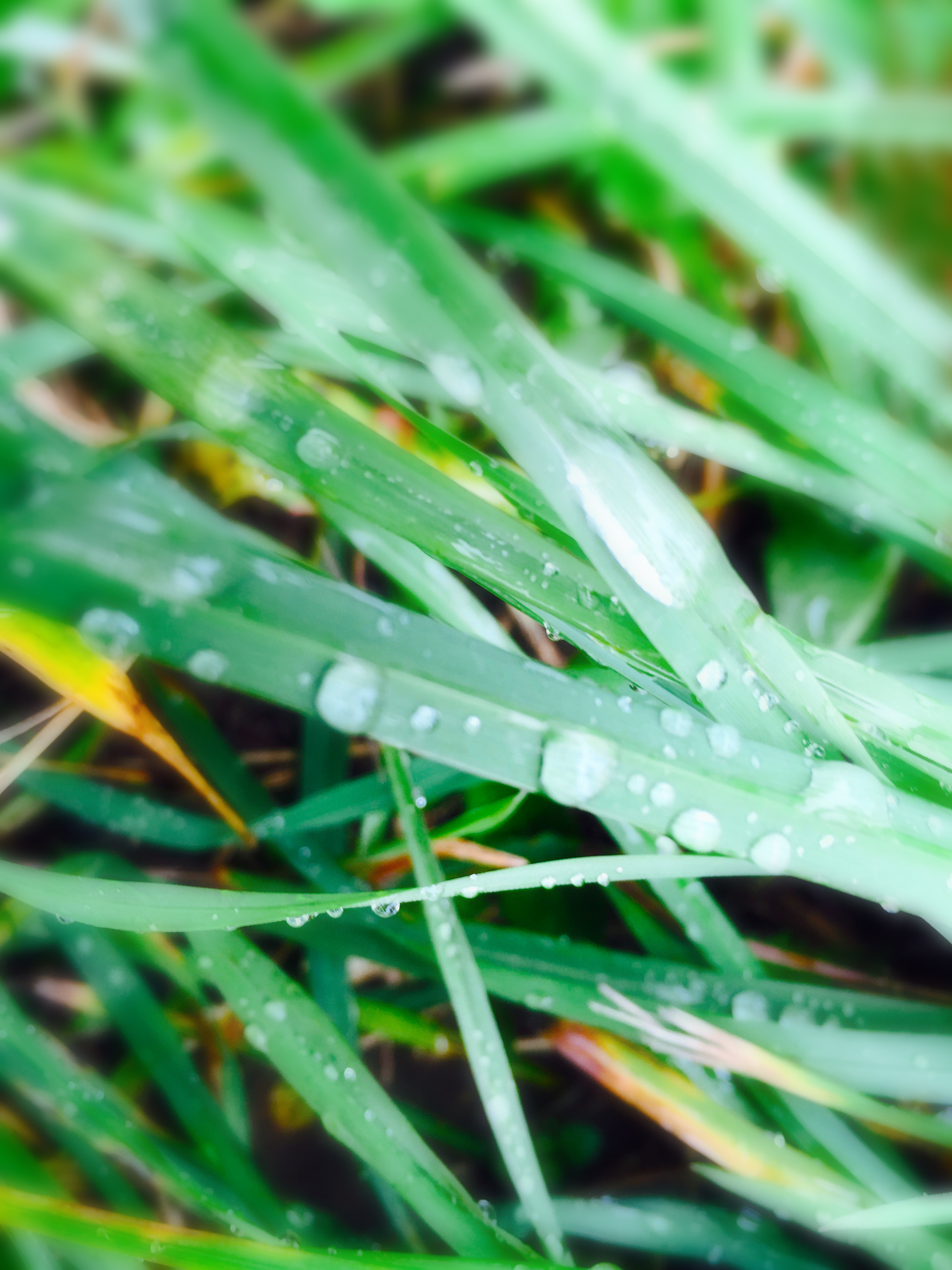 Detail listů trávy