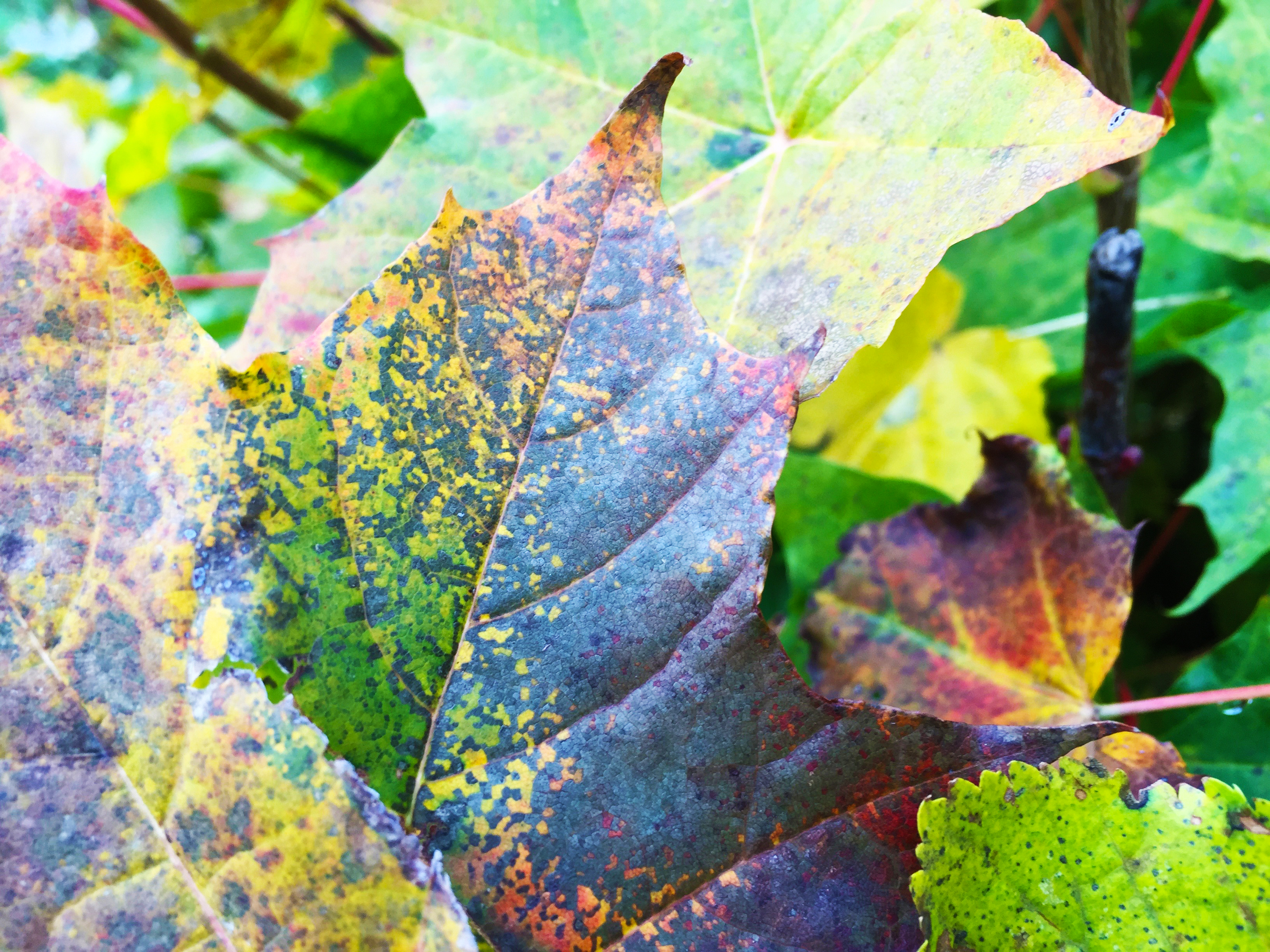 Podzimní zabarvení listí stromů 