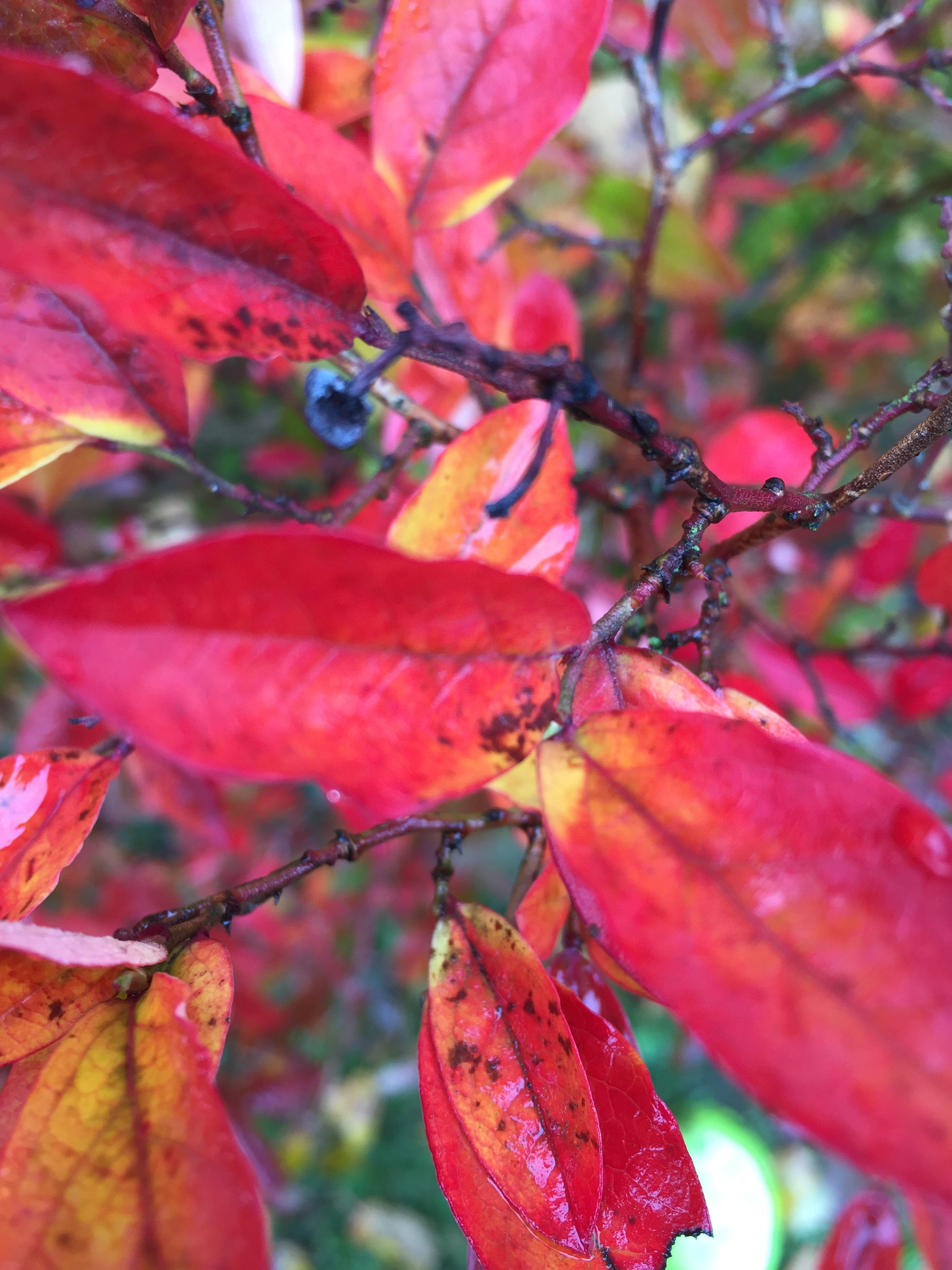 Barevné listy podzimu