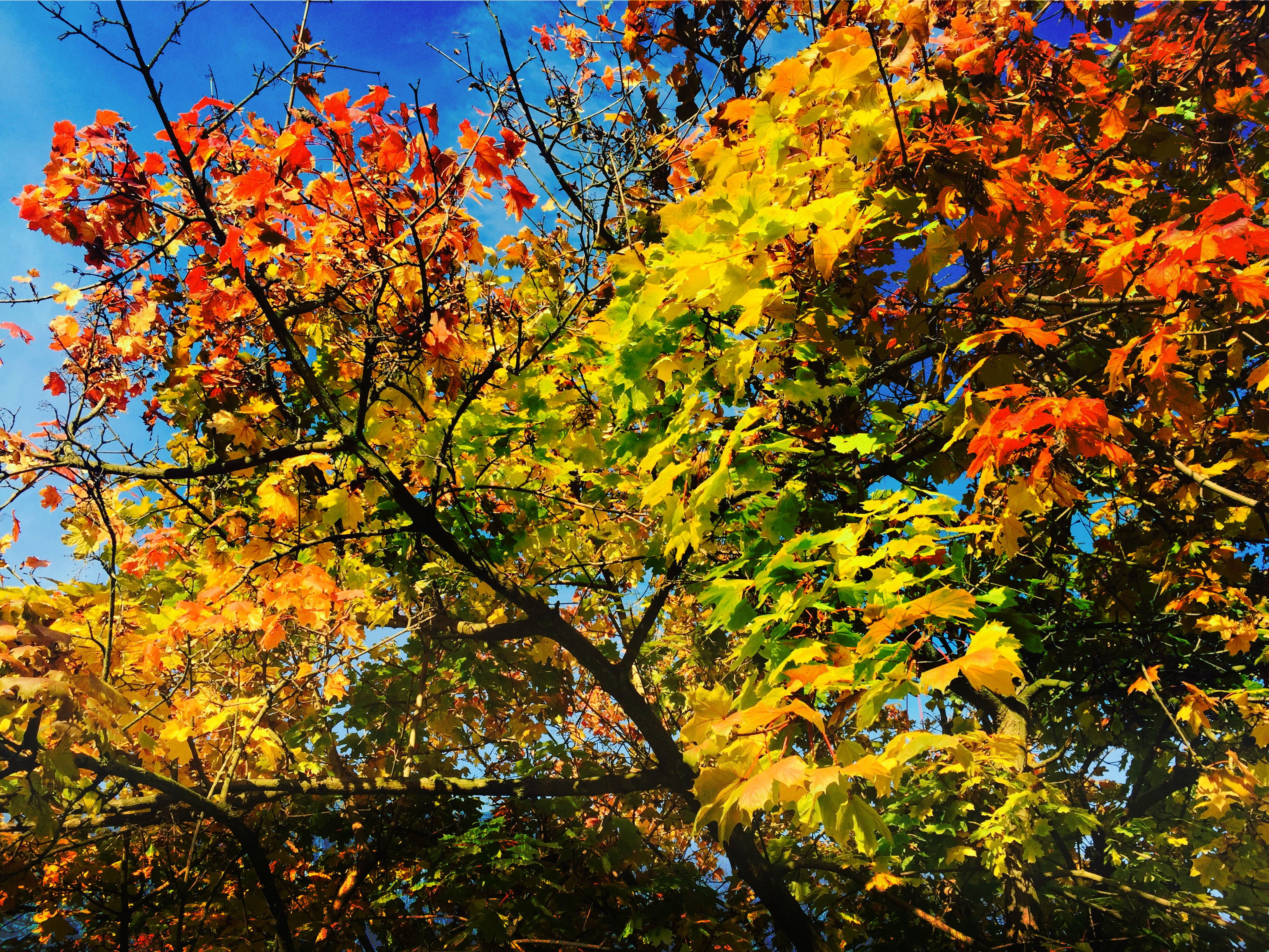 Podzimní zabarvení stromů 