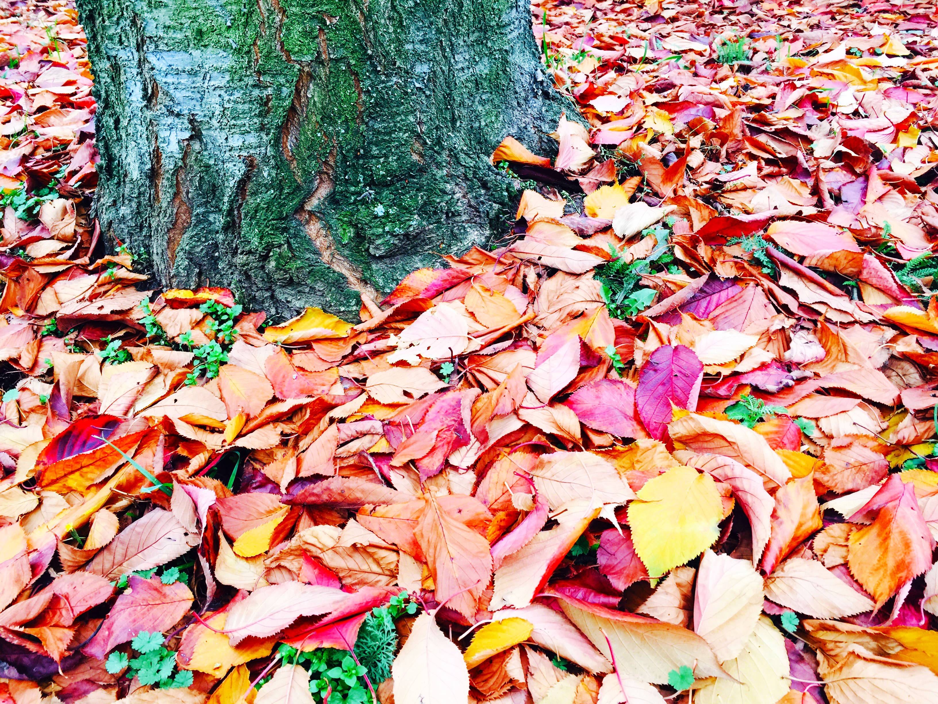 Podzimní opadané listí