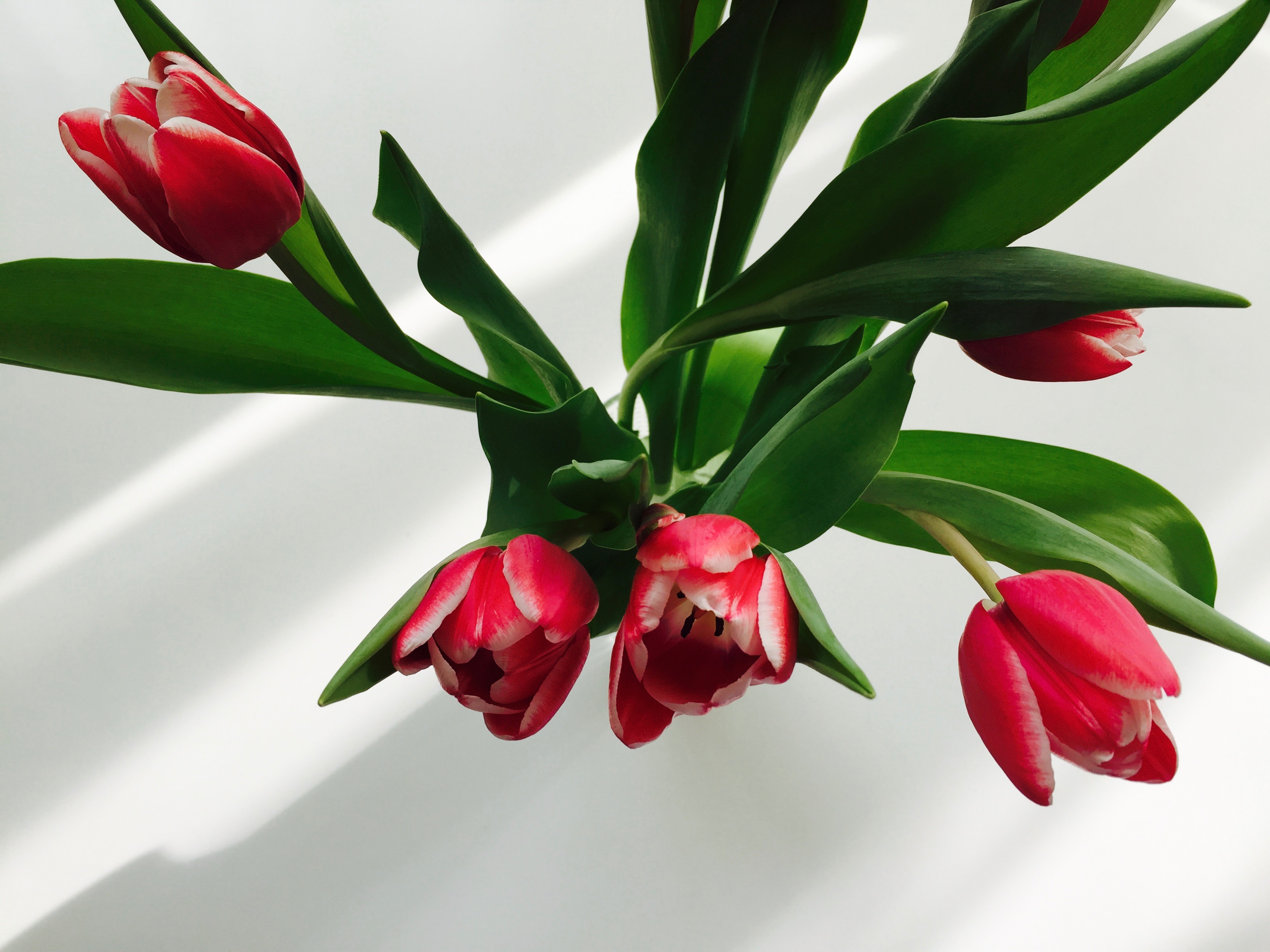 květiny - červené tulipány 