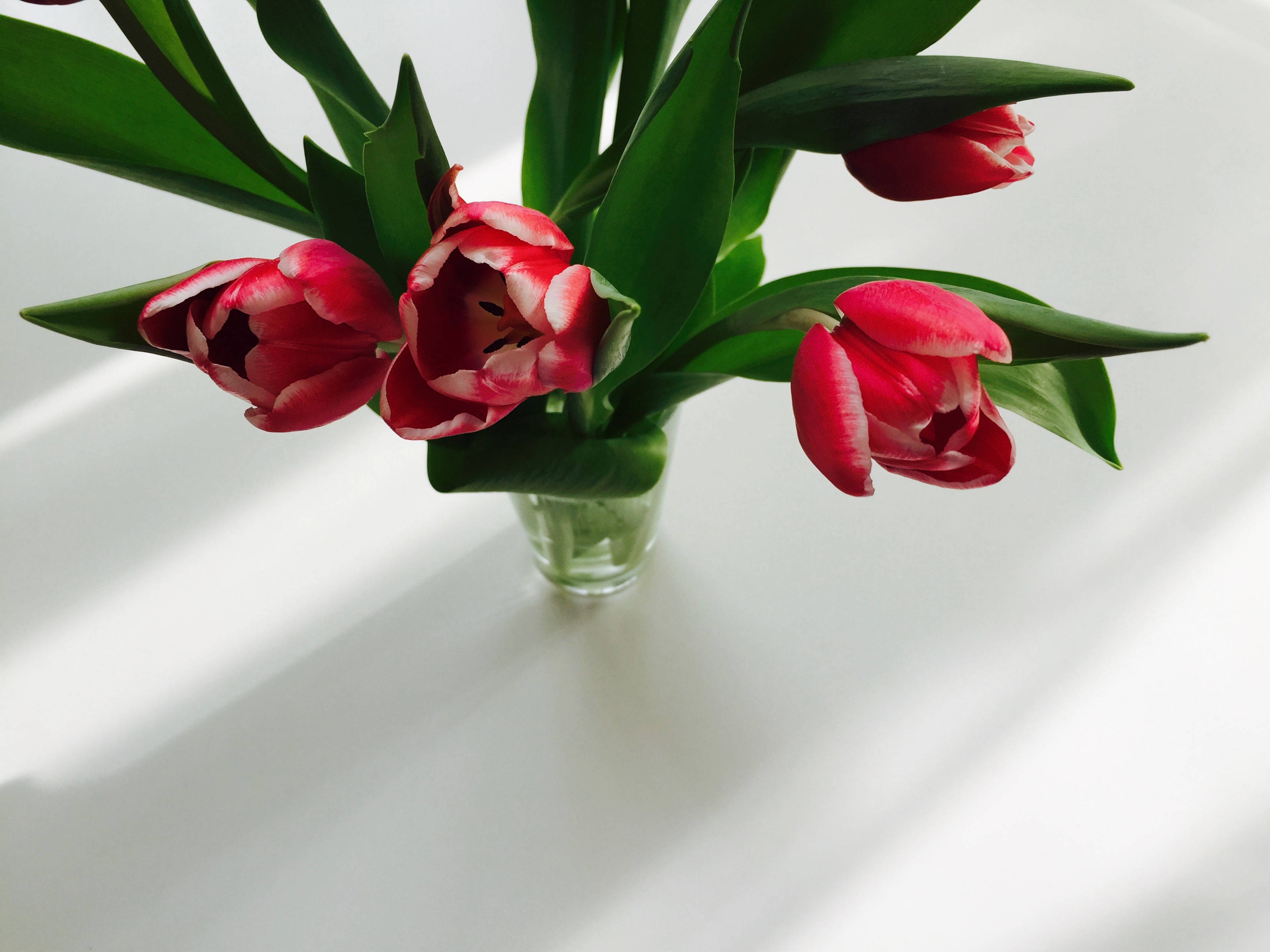 Květiny tulipány 