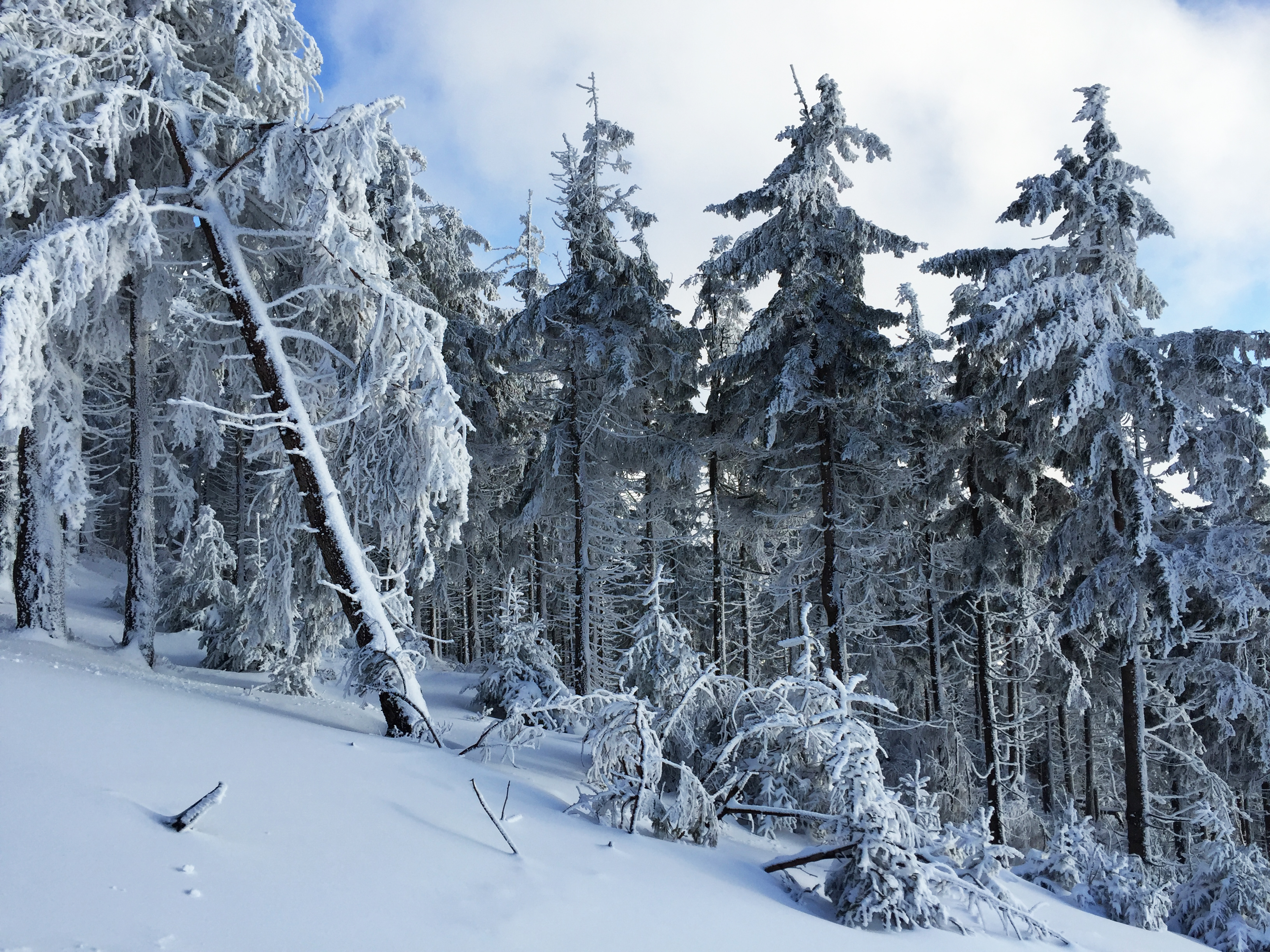 zimní zasněžené stromy na horách