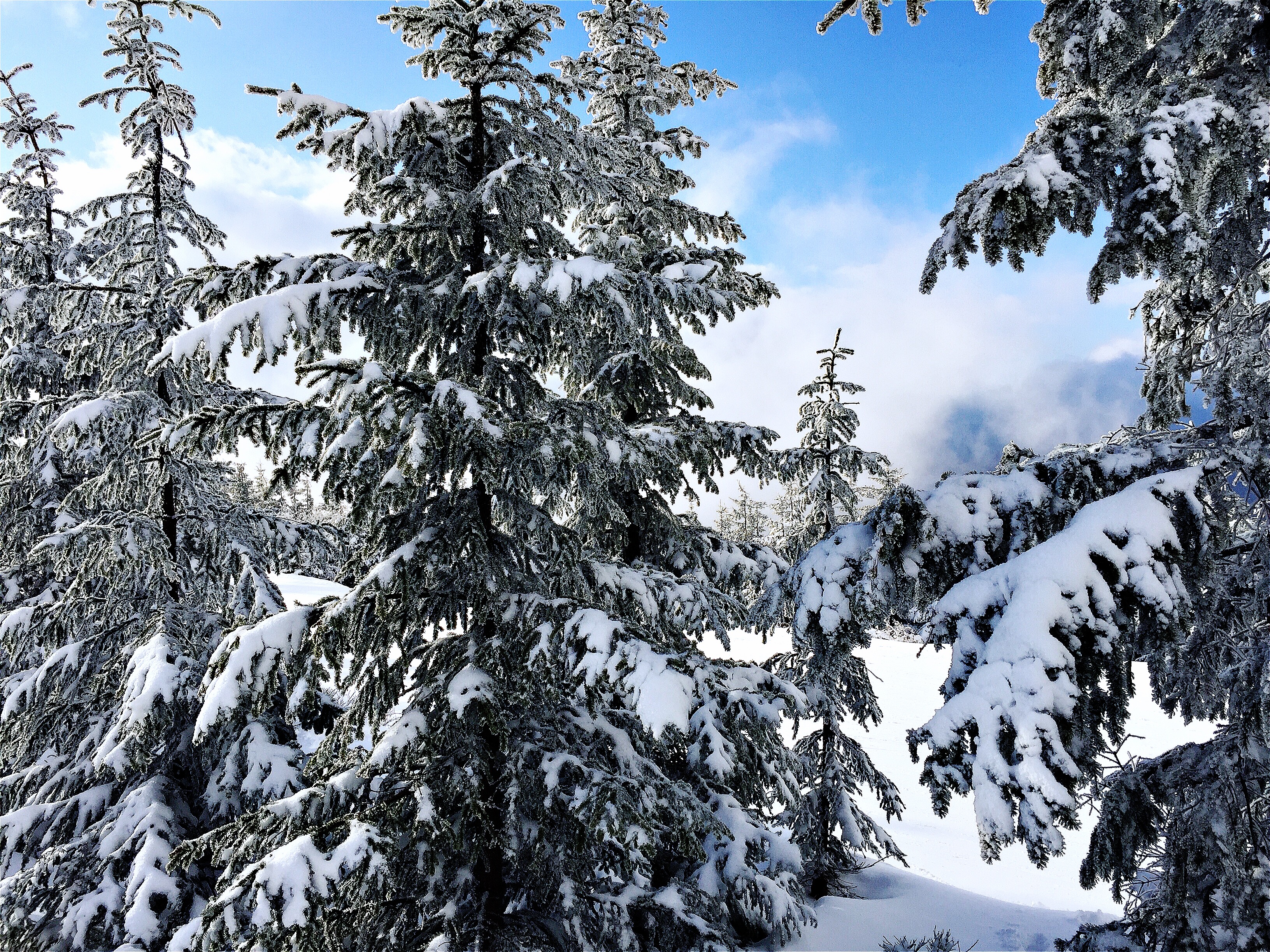 zimní zasněžené stromy na horách