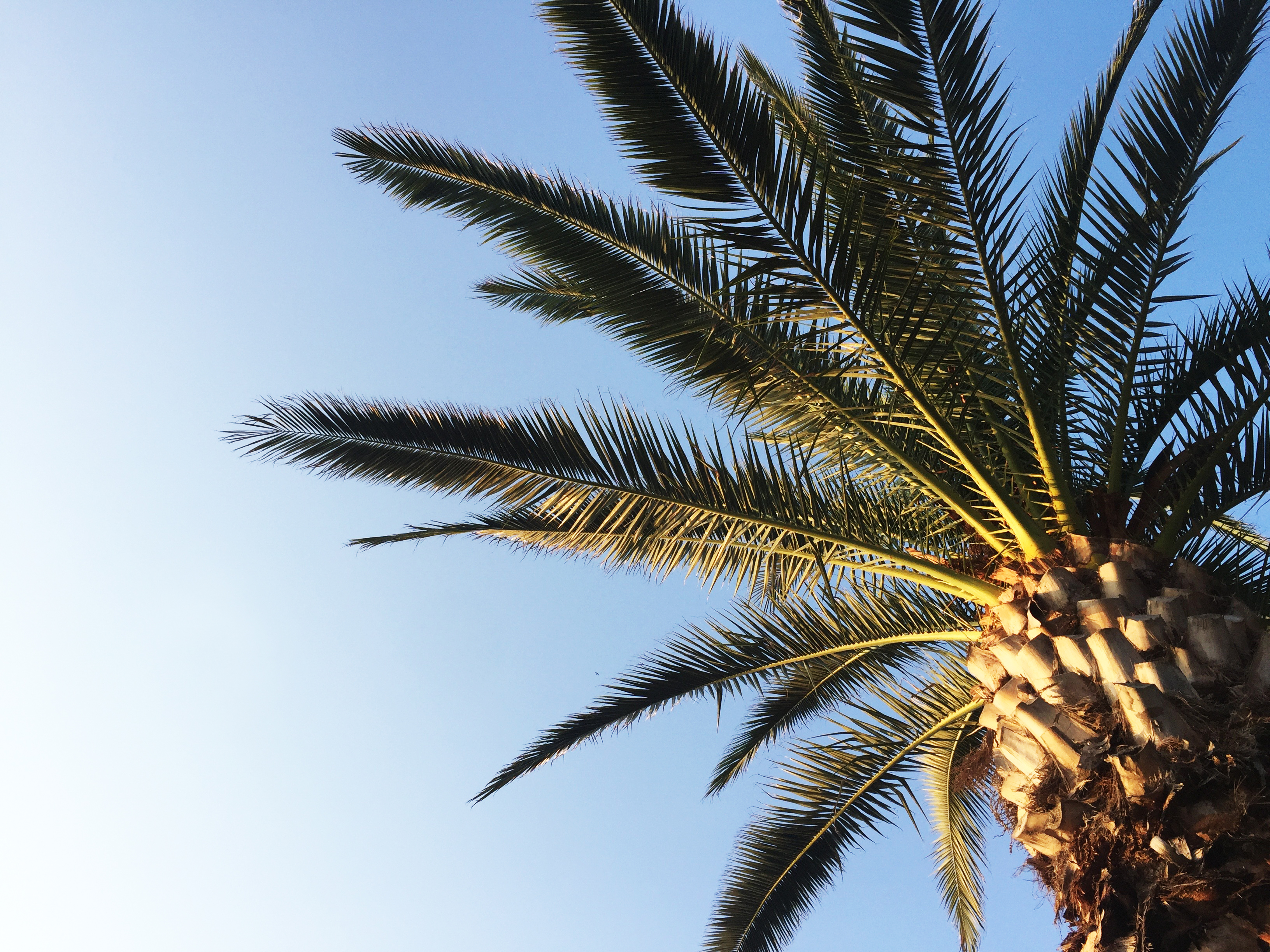 Luxusní dovolená pod palmami Luxusní dovolená pod palmami