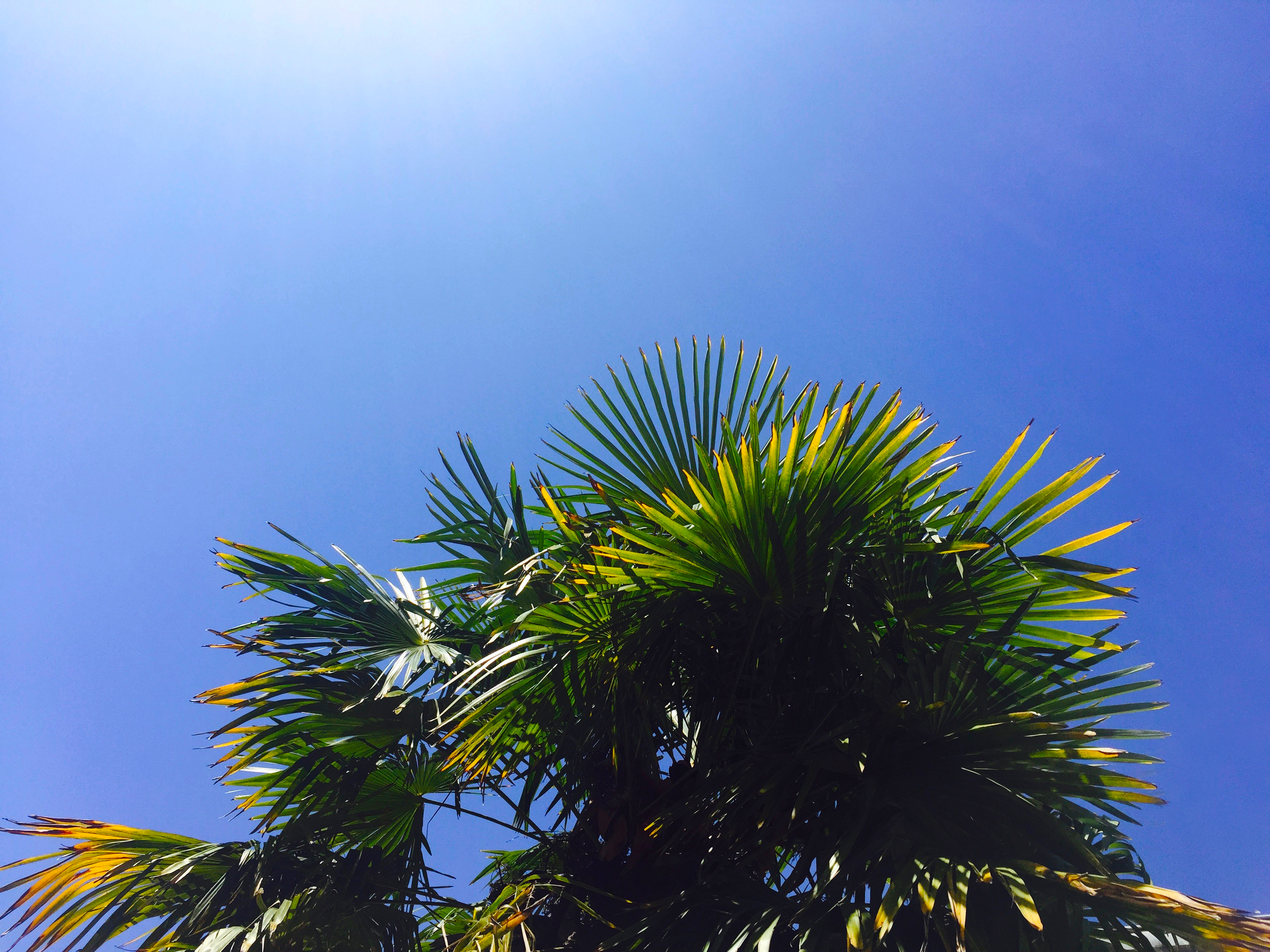 Modré nebe a palmy 