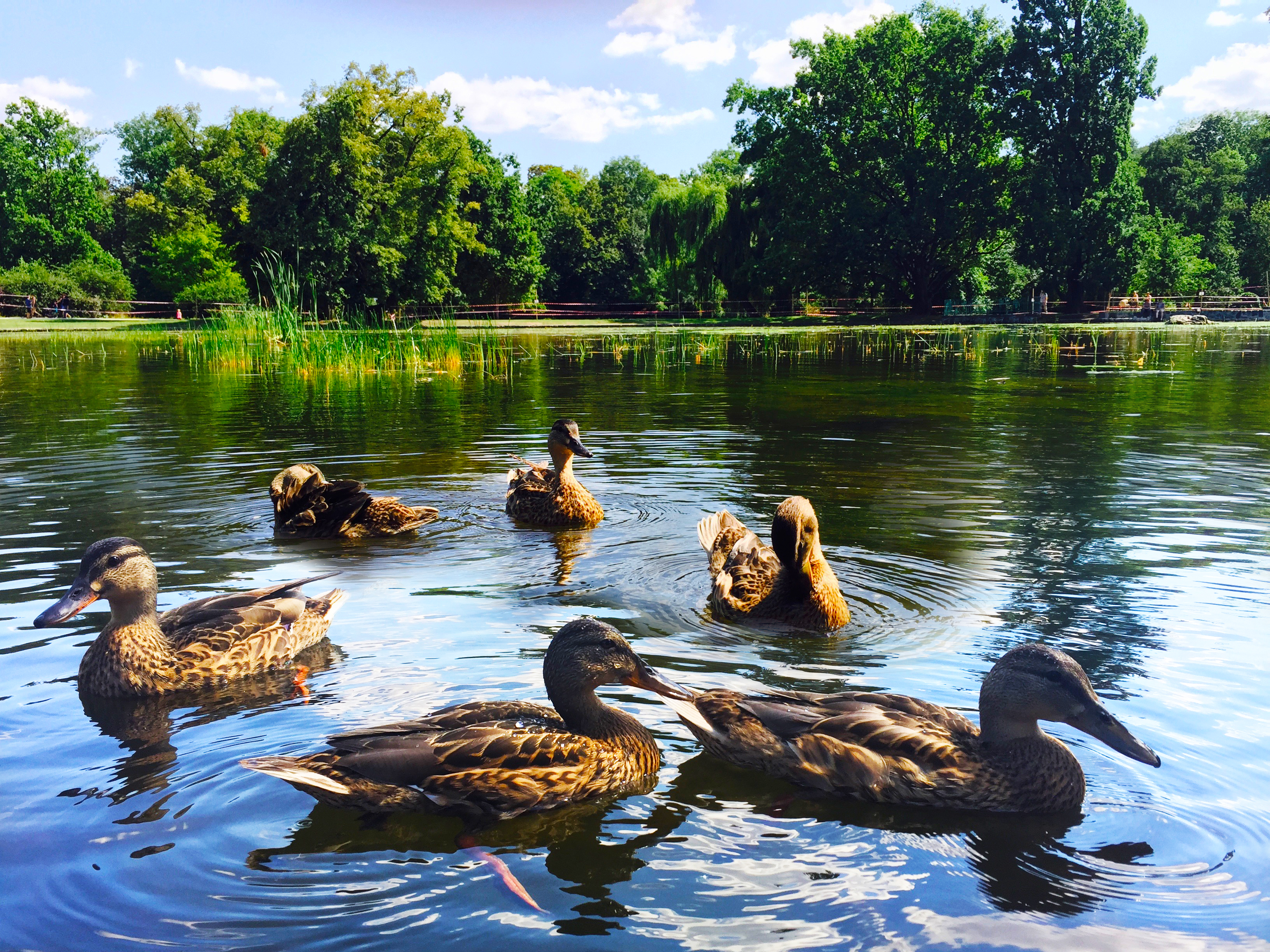 Divoké kachny na rybníku