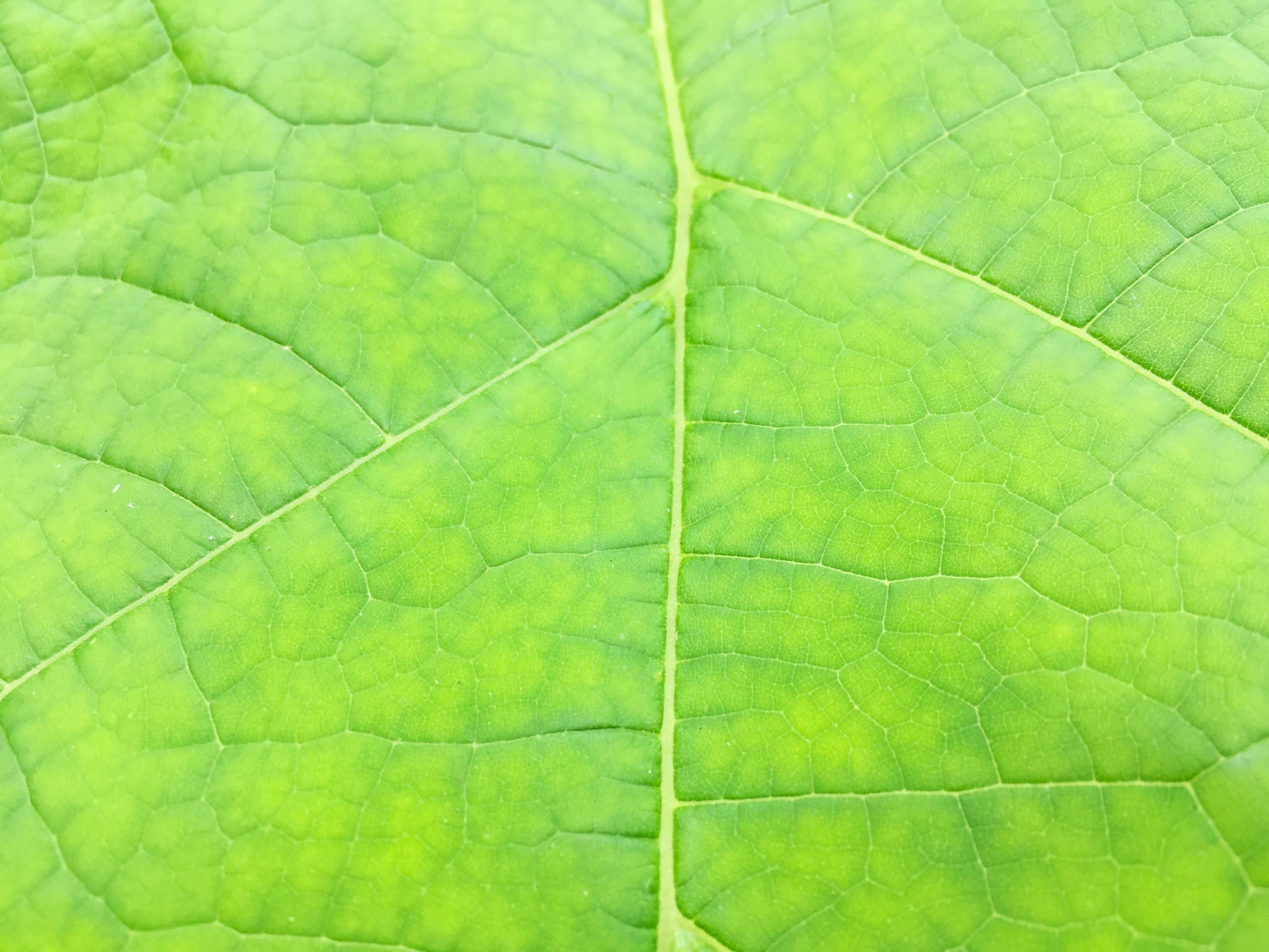 zelený list 