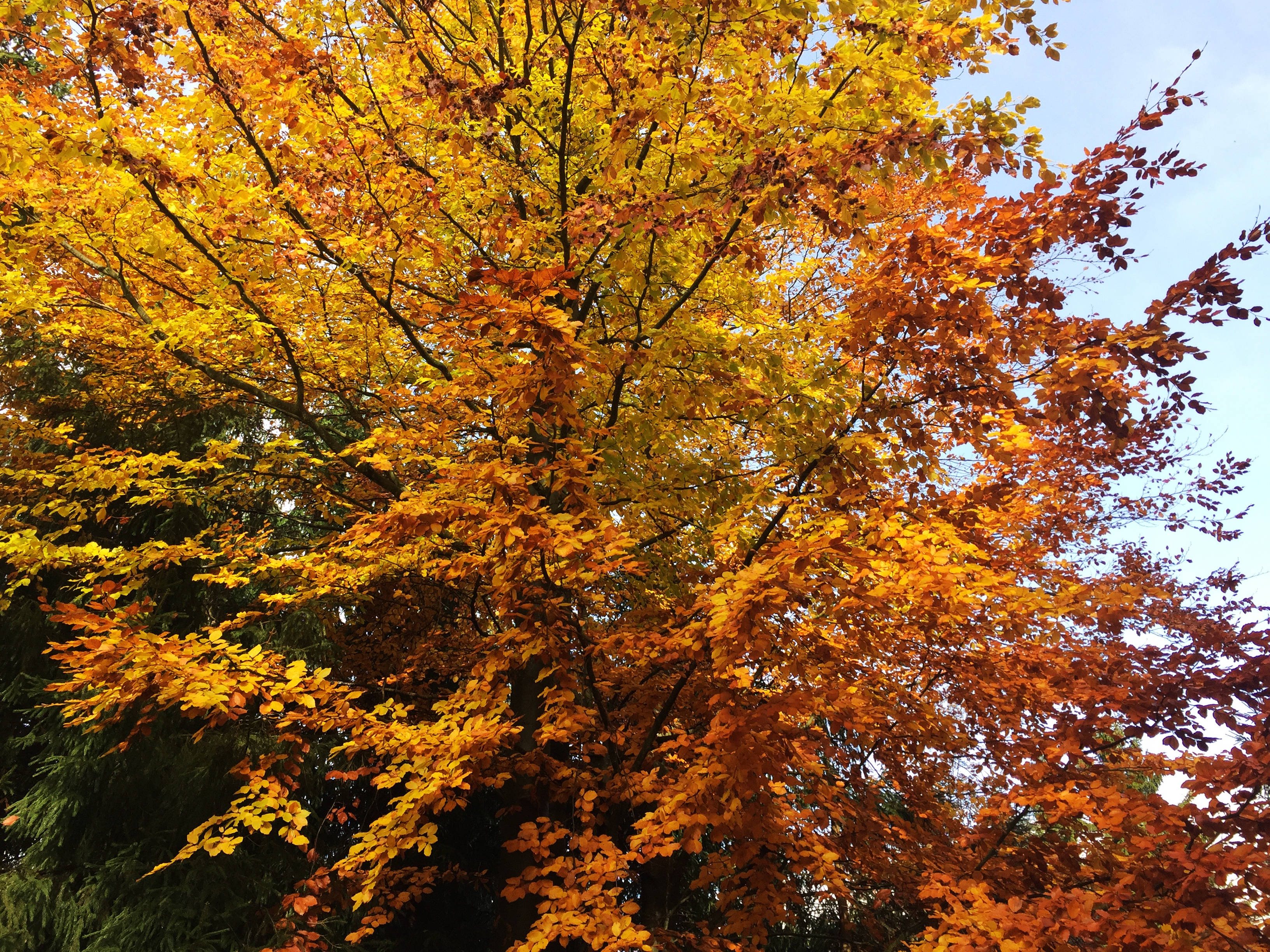podzimní zabarvení listí stromů 