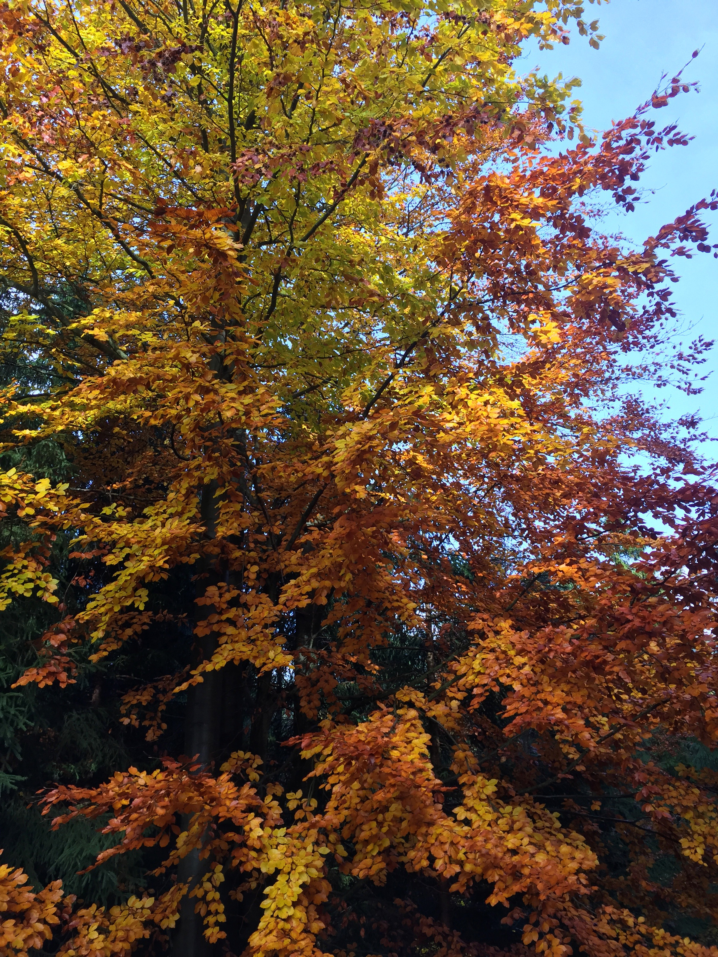 podzimní zabarvení listí stromů 