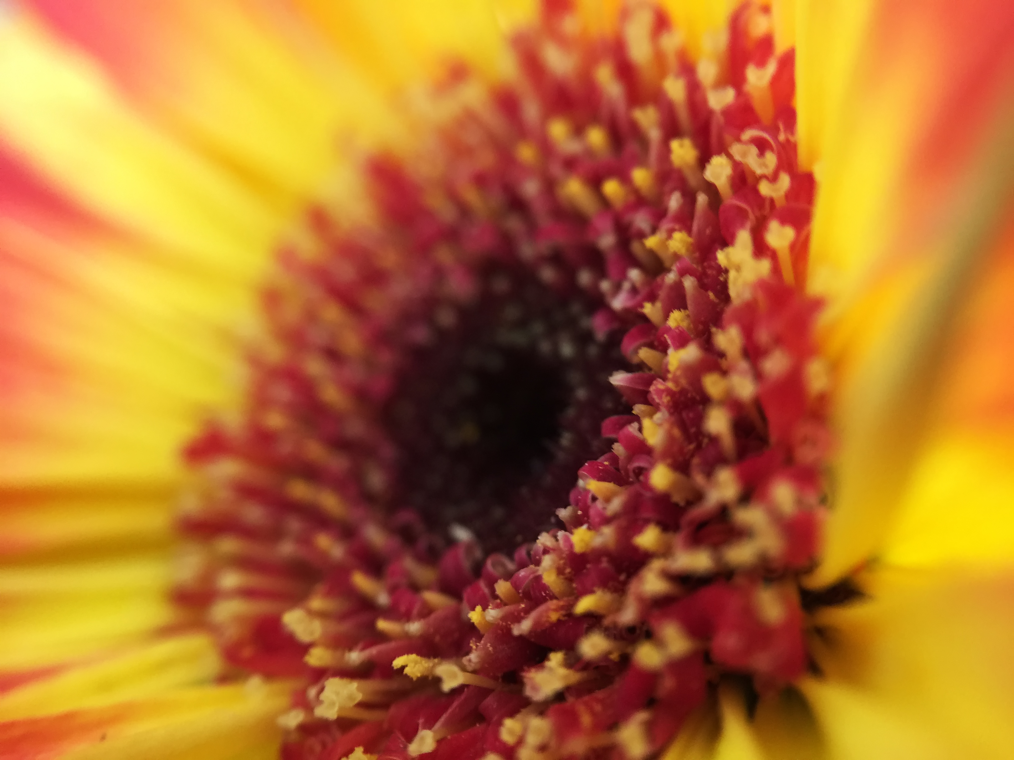 barevná gerbera barevná gerbera