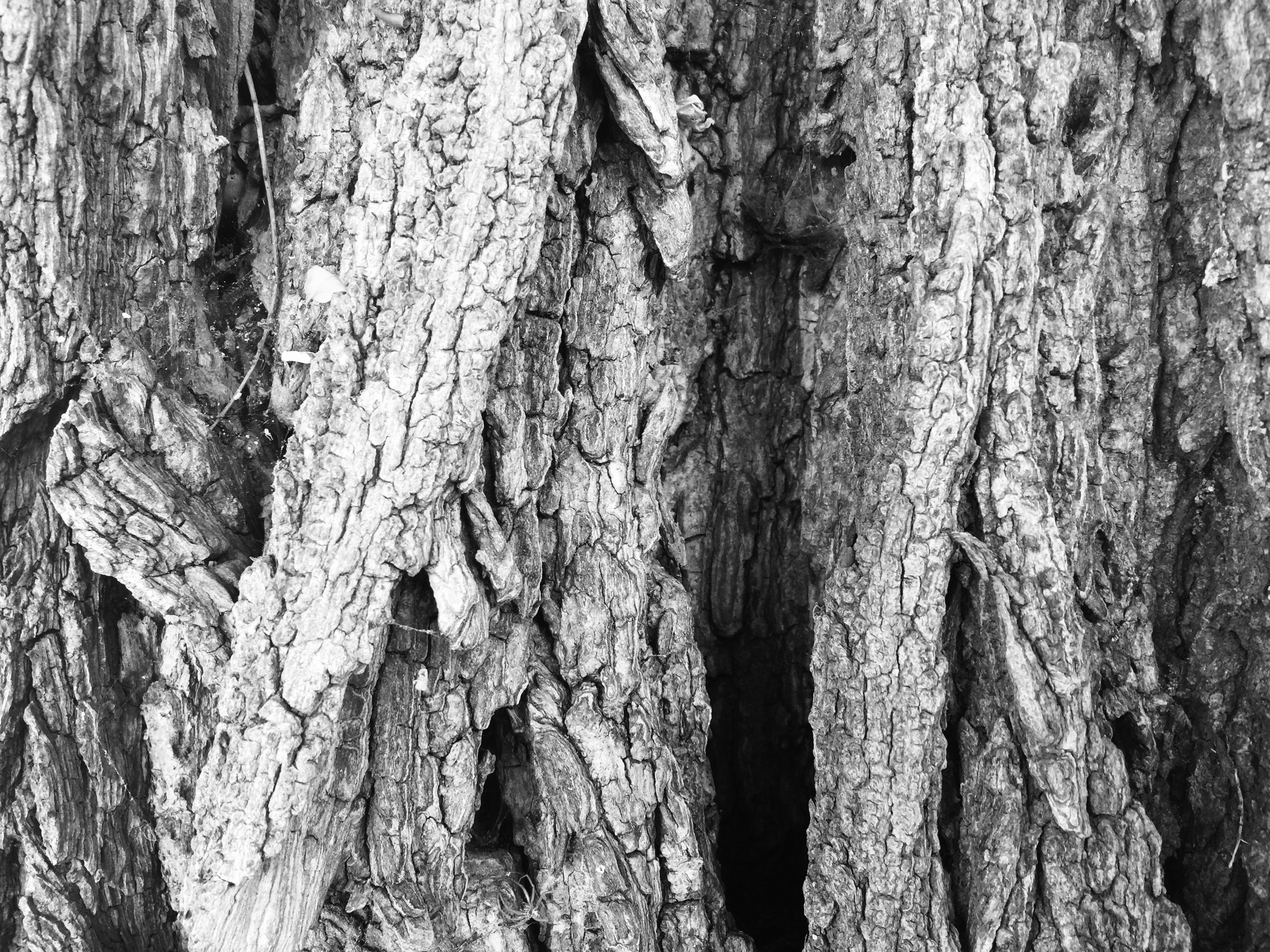Kůra starého stromu 
