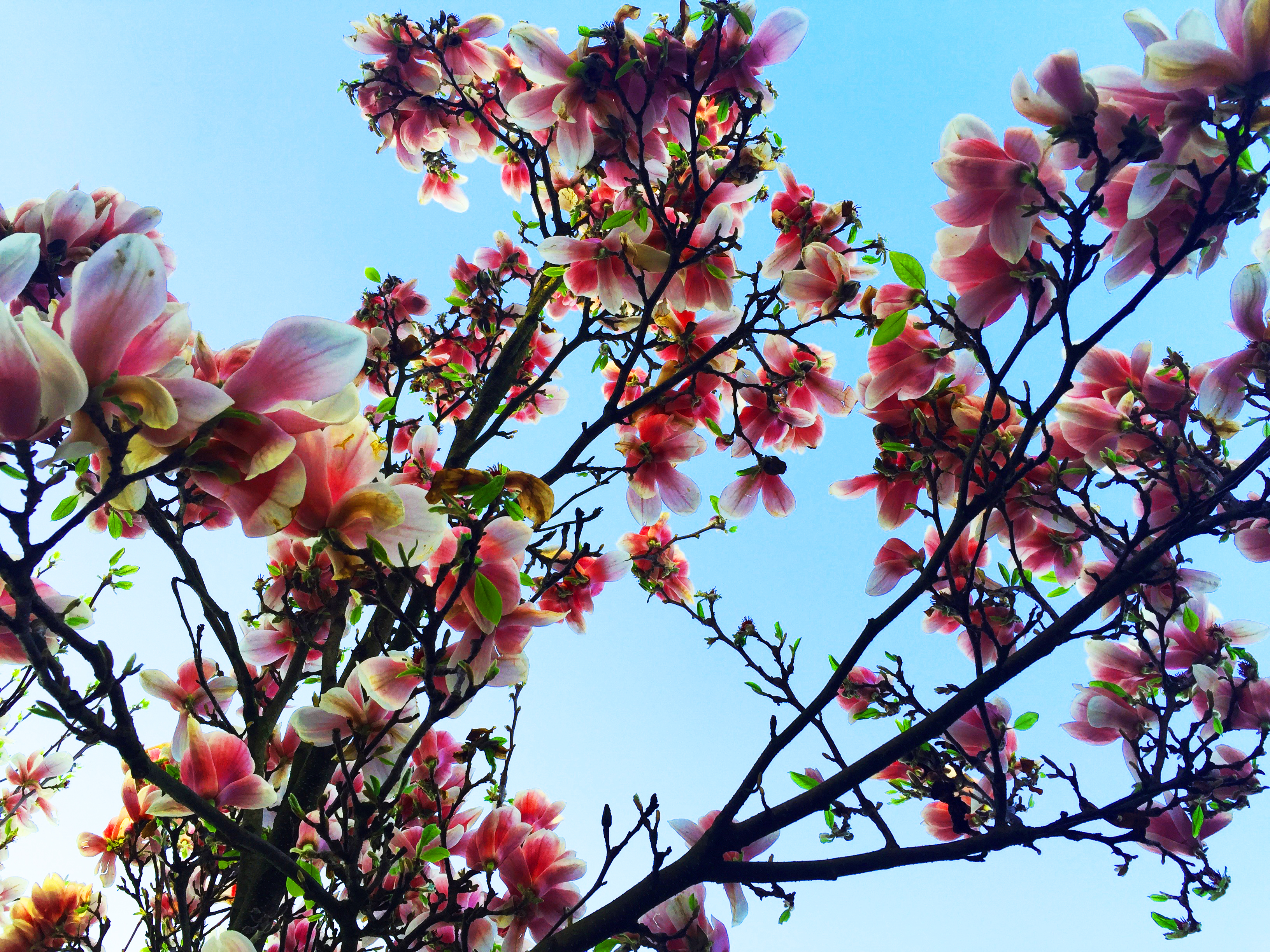 Rozkvetlé magnolie 