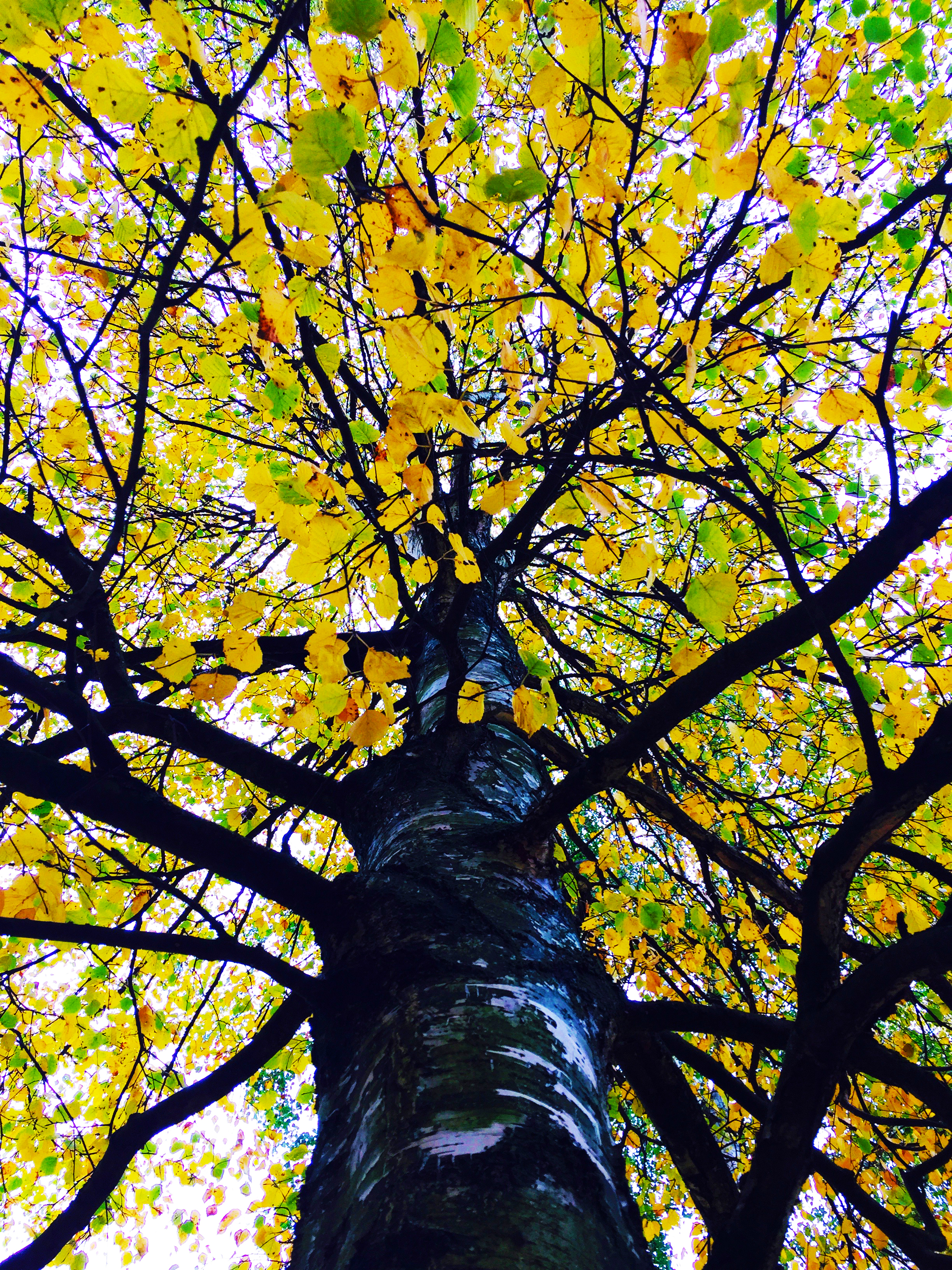 podzimní zabarvení stromů 