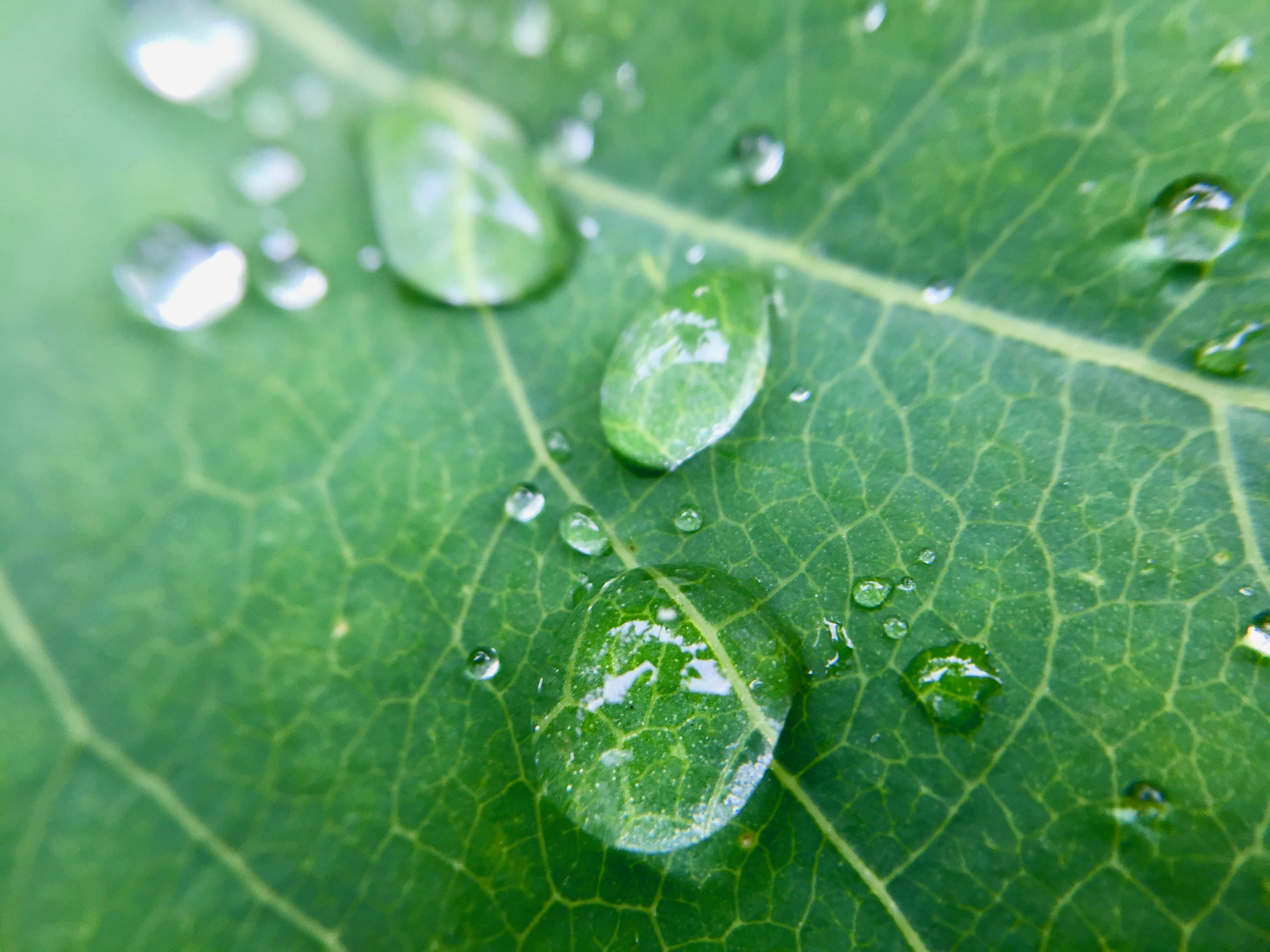 kapky vody na listu