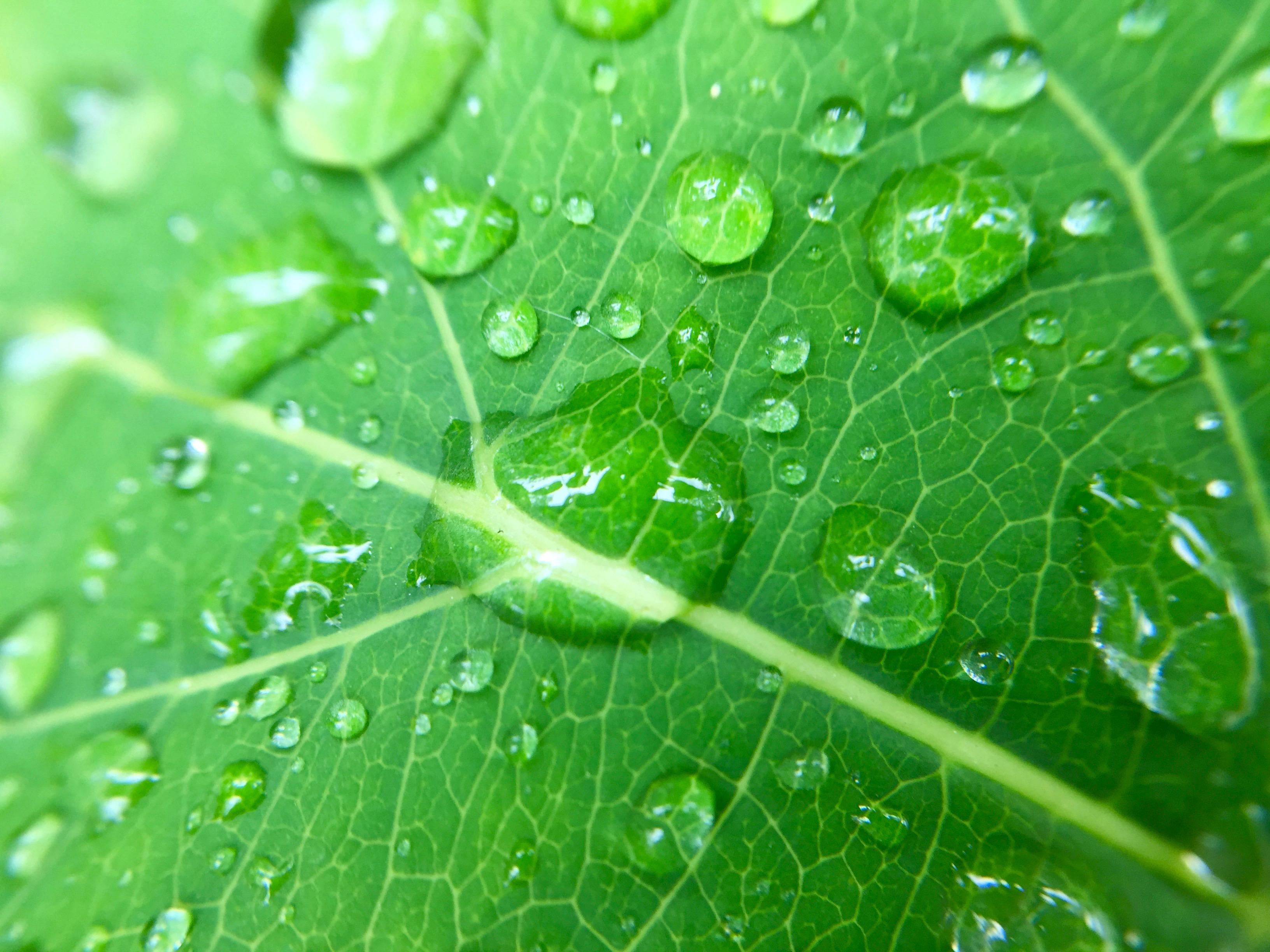 kapky vody na listu