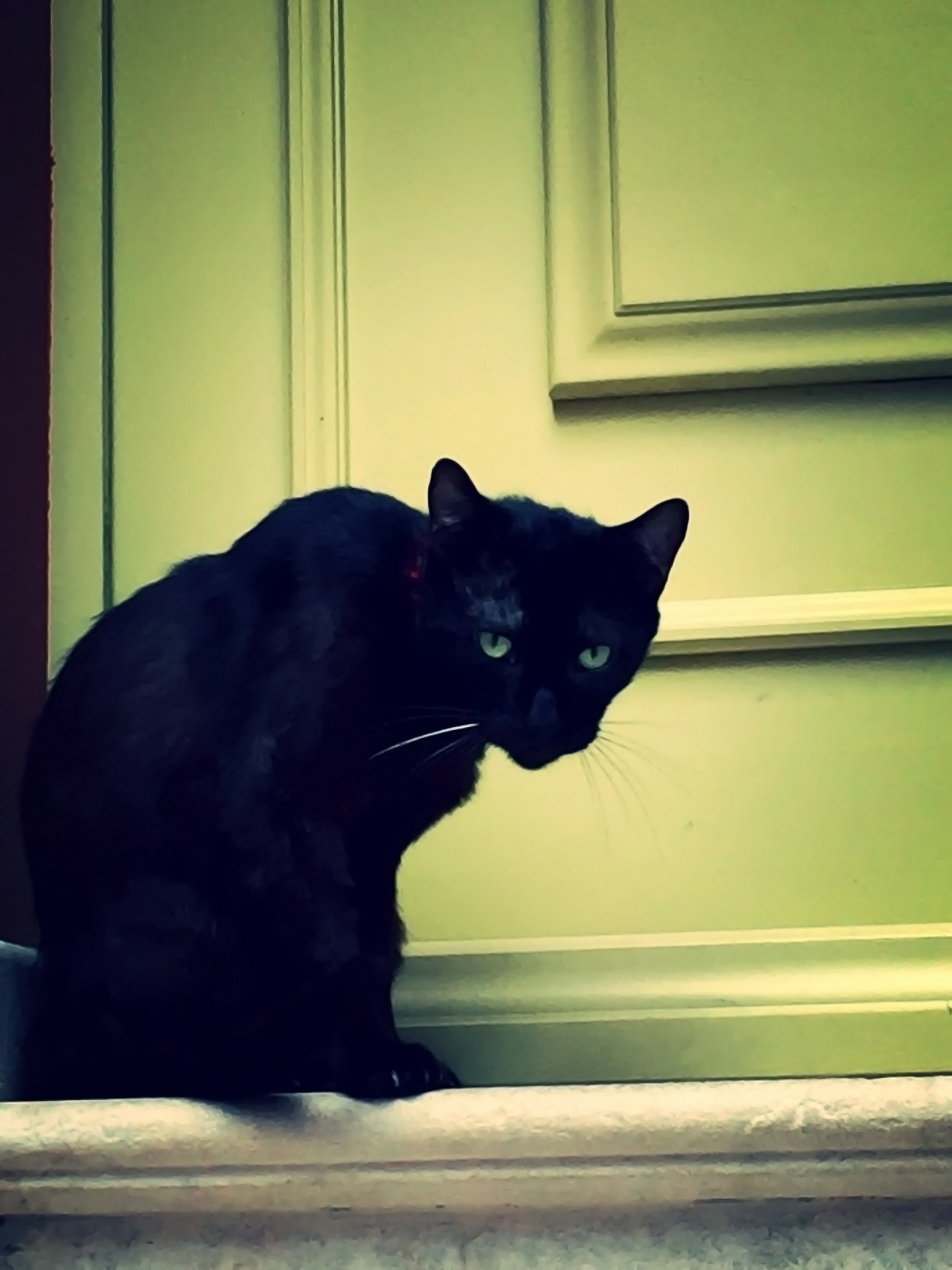 Černá kočka u žlutých dveří 