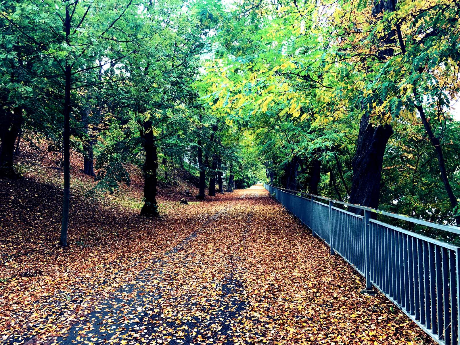 Podzimní cesta zapadá listím