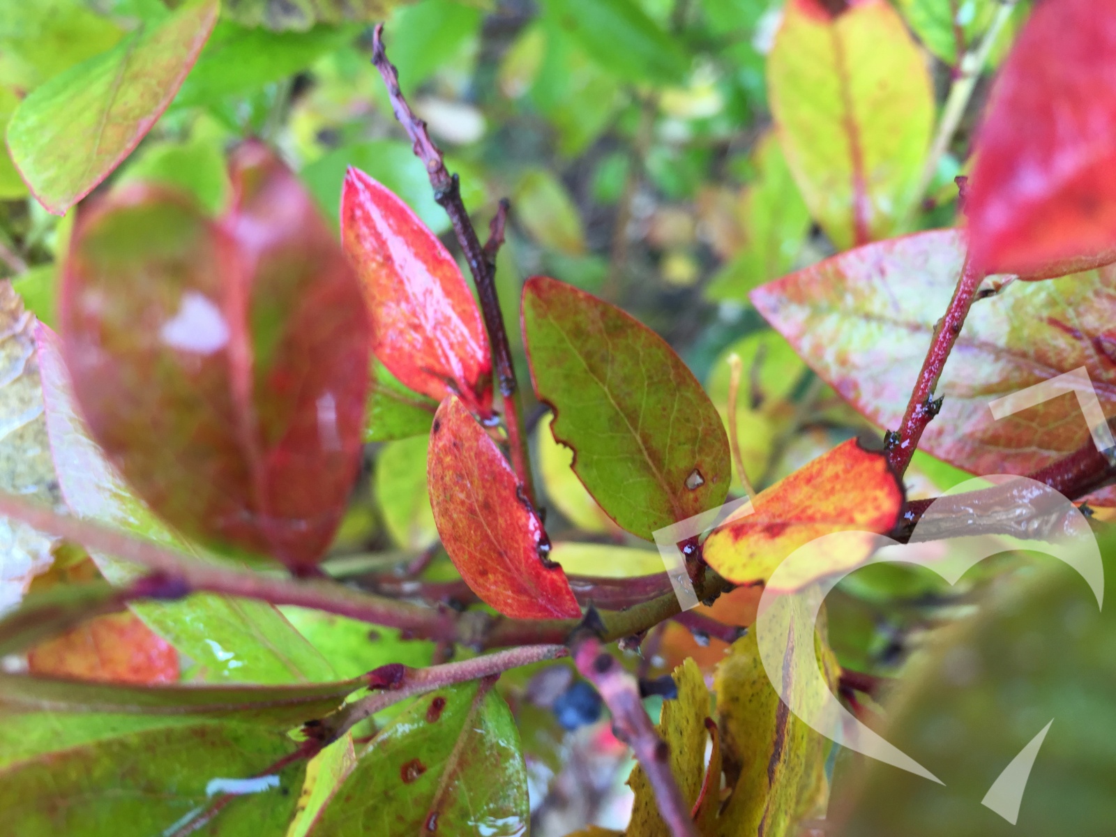 Barevné listy podzimu