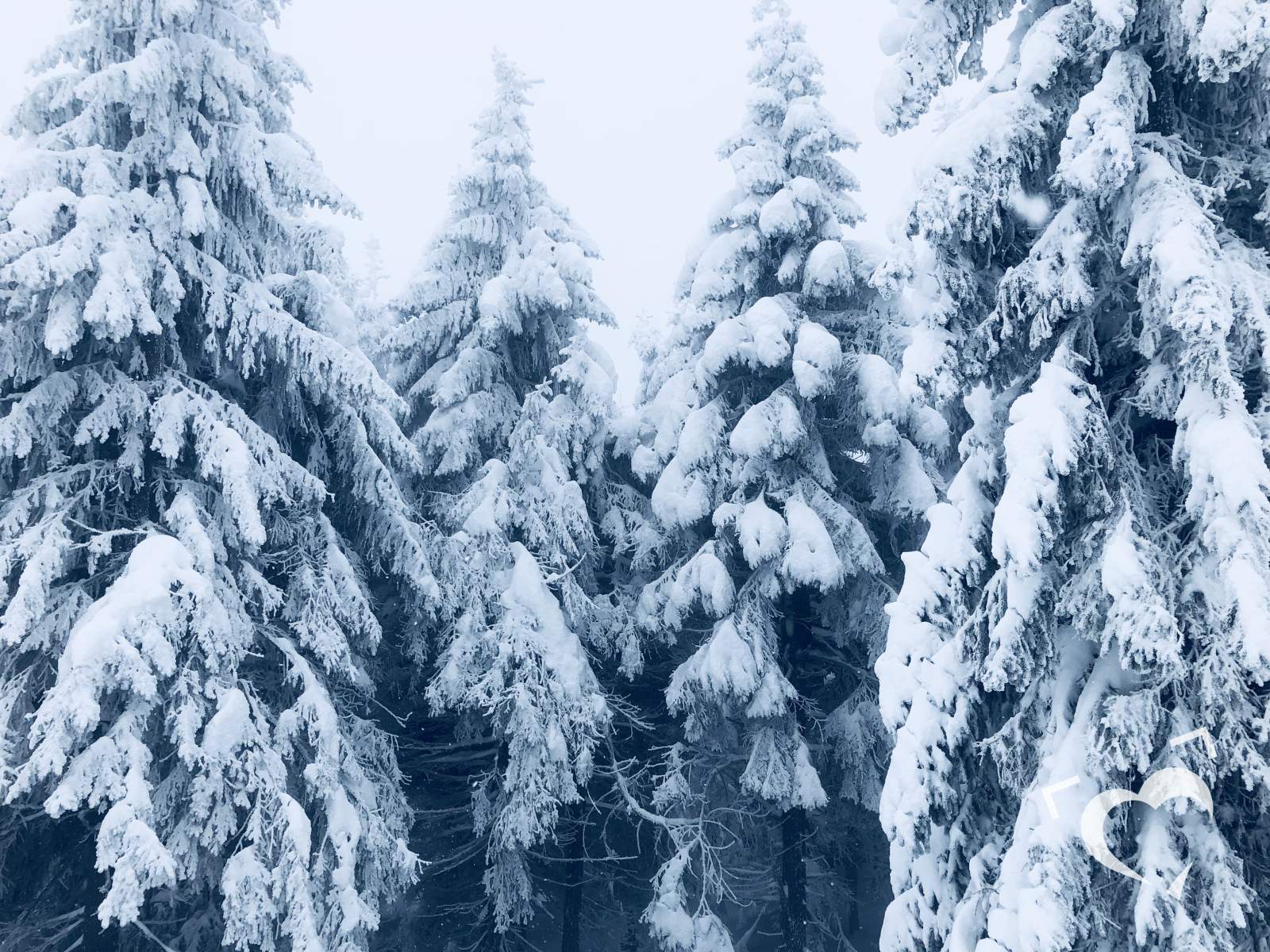 Stromy zapadlé sněhem 