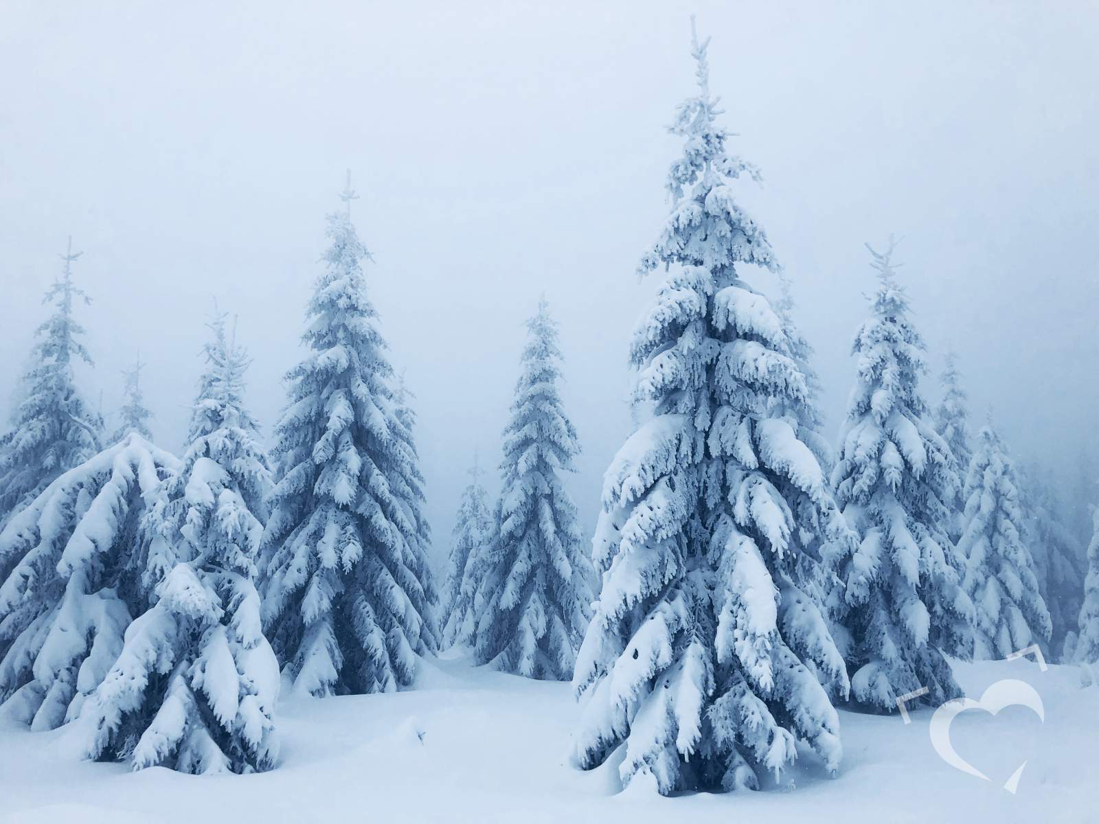 Zasněžené stromy