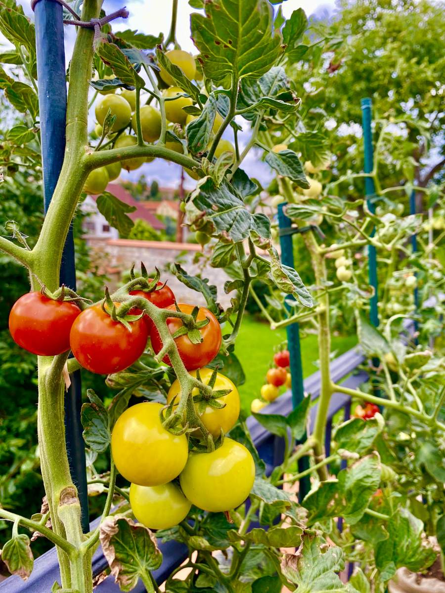 rajčata na zahrádce