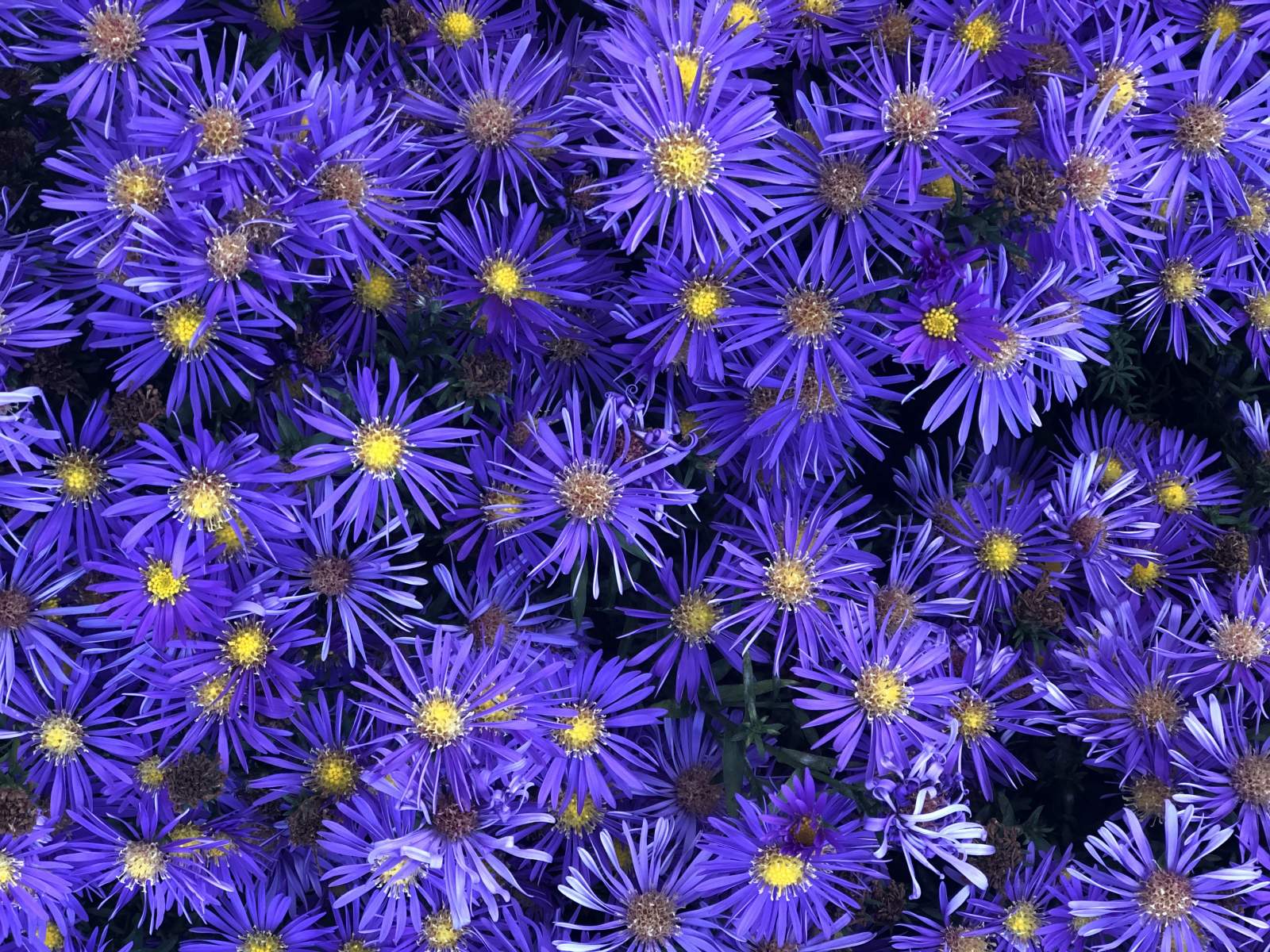 fialové květiny 