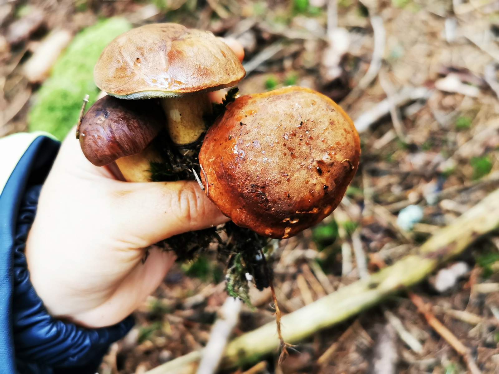 houby v ruce