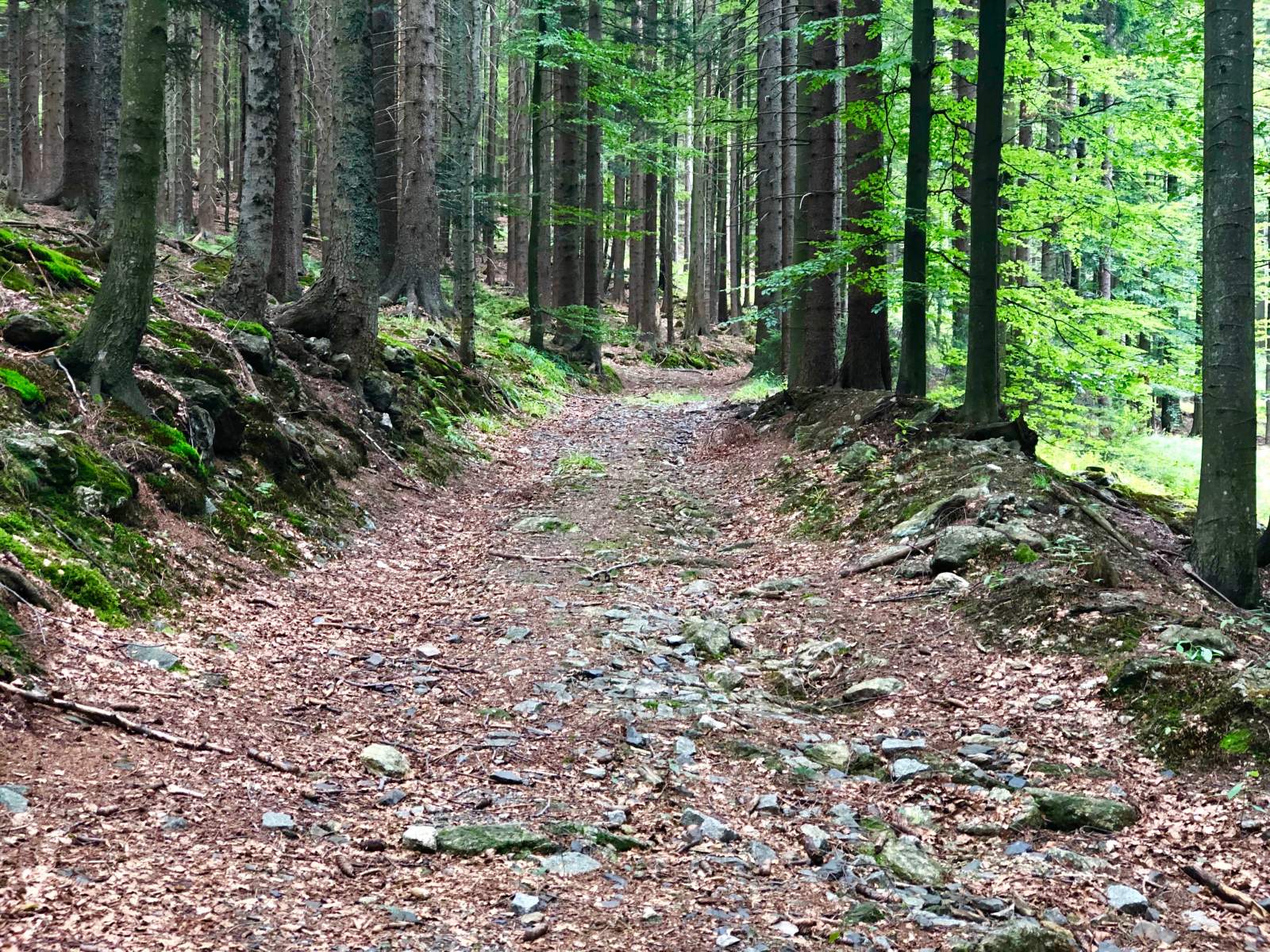 Lesní cesta 