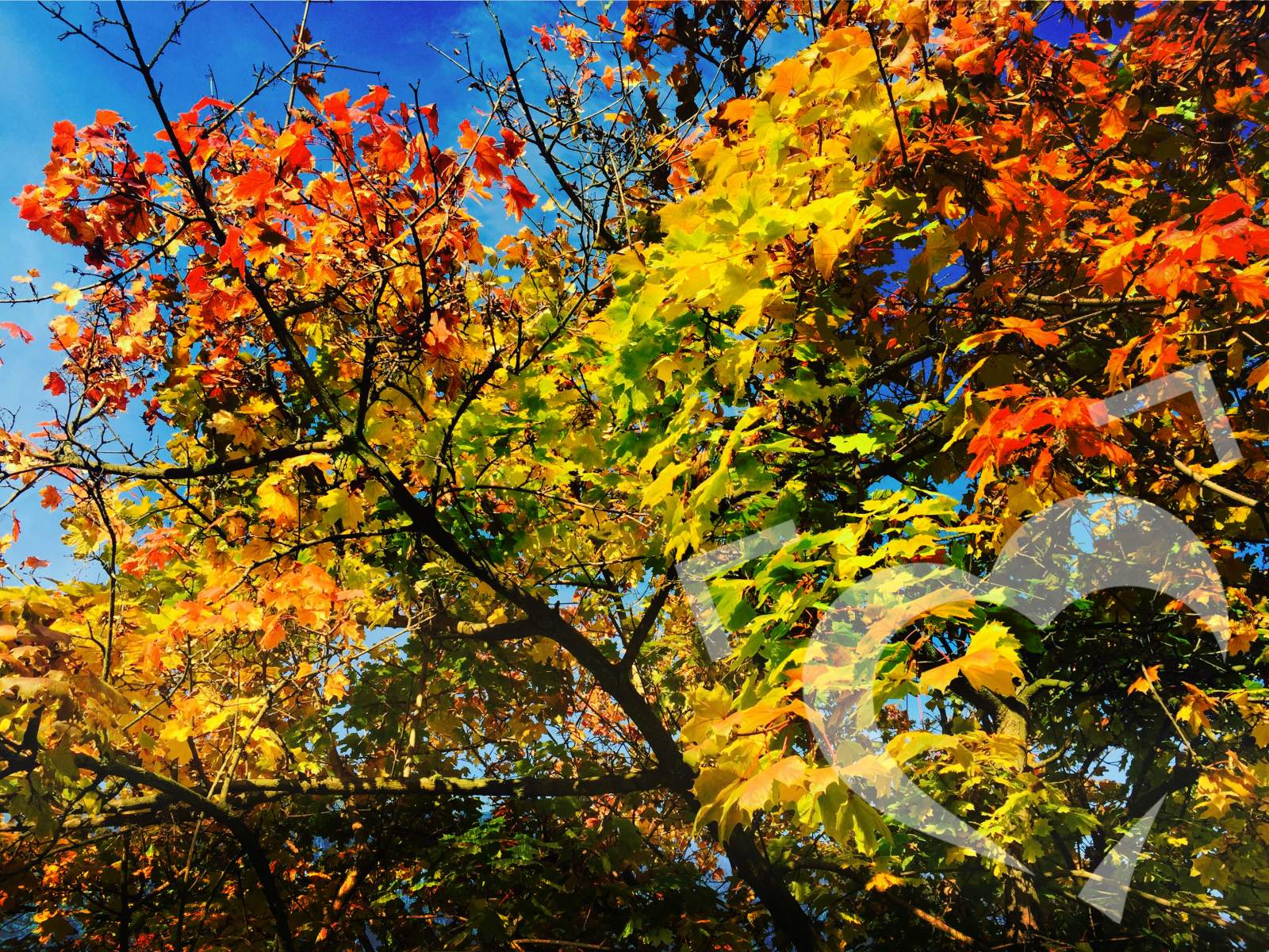 Podzimní zabarvení stromů 