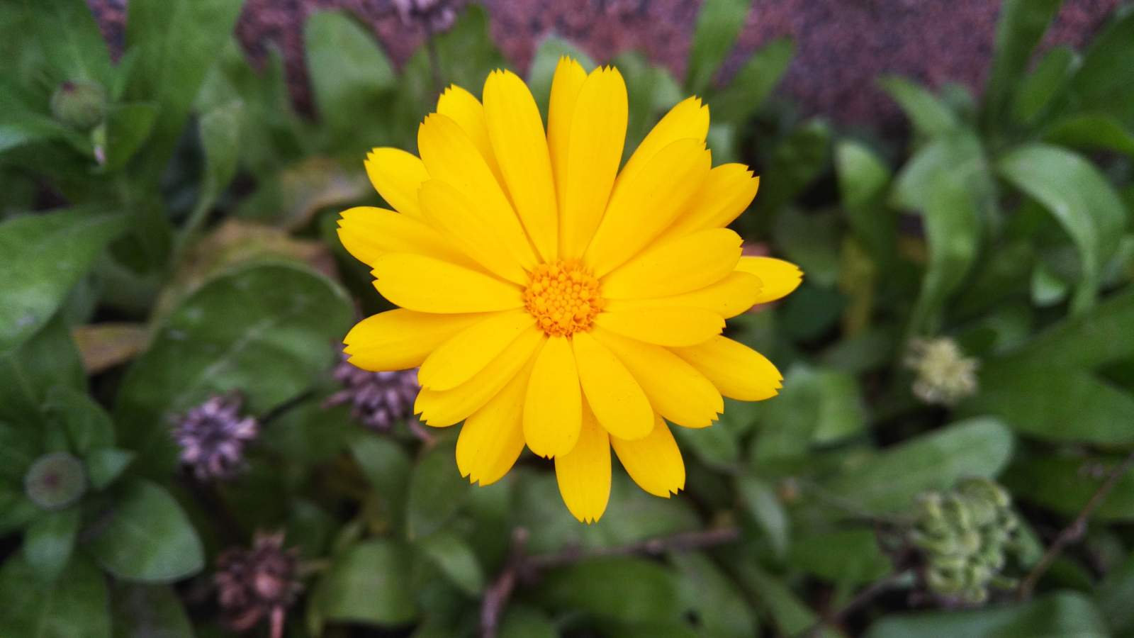 Žlutá květina 